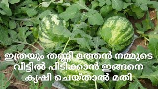 തണ്ണി മത്തൻ കൃഷി അറിയേണ്ടതെല്ലാം | Watermelon cultivation| തണ്ണി മത്തൻ കൃഷി വീട്ടിൽചെയ്യാം|#Biloos