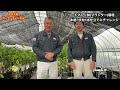 【トマト苗　鉢栽培】家庭菜園を始める方、必見です 見違える程上手くできるコツを紹介します まずは道具の準備からver120【カーメン君】【トマト】【トマト苗】【プロ】【家庭菜園】