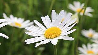 Daisy Flower Moving 4K Relaxing Screensaver