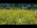 TOKYO. Showa Kinen Park in the the middle of summer. #4K #昭和記念公園