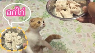 ต้มอกไก่ให้แมวกิน (Scottish Fold)