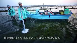 浜名湖ノリの養殖