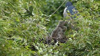 ゴイサギ　だいぶ大きく　Night heron children