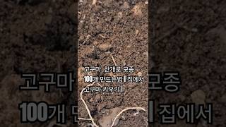 고구마  한개로 모종 100개 만드는법 | 집에서 고구마 키우기 | 고구마 싹 내는법 | 고구마 심는 시기 | 고구마 심는법 | 고구마 줄기#고구마심는법 #고구마모종키우기