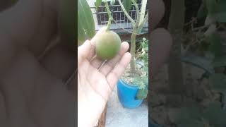 #youtubeshorts #shortvideo #আমাদের  গাছের আম।