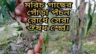 মরিচ গাছের গোঁড়া পঁচন রোগের সমাধানে যে ঔষধ স্প্রে করবেন। 2021