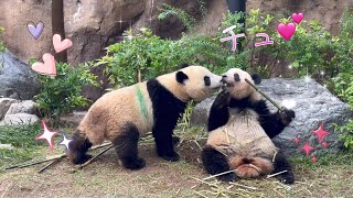 シャオくんレイちゃんにチュ💕　5月23日 Ueno Zoo Giant Panda