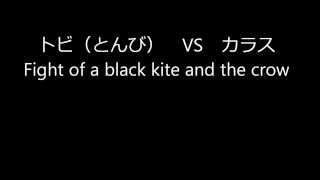 トンビVSカラス Fight of a black kite and the crow