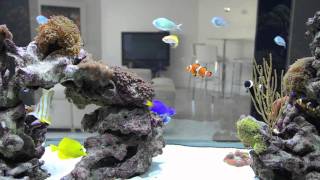 Ultra clear Reef aquarium