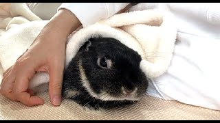 When I slept with a rabbit, it was ridiculously cute [No.355]