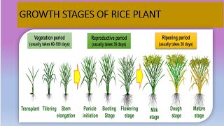 Growth stages of Rice plants //  different stages are covered in detailed // in rice plant.....