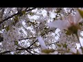 স্বর্গীয় সৌন্দর্যের অপূর্ব নিদর্শণ। 4k nice video. cherry blossom.