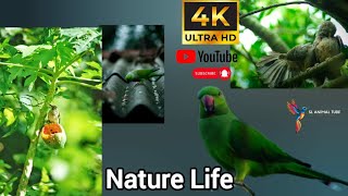 ස්වභාව ධර්මයේ අපූර්ව  | Naturel Life | නිදහස් ජීවිත