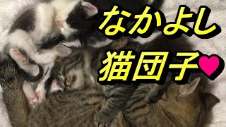 キジトラちゃんと子猫ちゃんたちの「なかよし猫団子」♥Sleeping cats【いなか猫２２０２】japanese funny cat