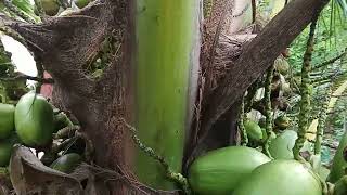 පොඩි ඉඩමක මිටි පොල් ගස් සිටවමු,small coconut tree