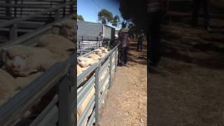 Beloka Blaze III - Jerilderie Working Dog Auction