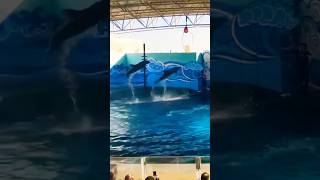 FASCINATING DOLPHIN SHOW | Full show video uploaded #saudiarabia #jeddah #aquarium #animals #dolphin