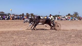 अजीम पटेल बिहिरिया शाहिद भाई सालई वाला बैल | बैलजोड़ी पट प्रतियोगिता कटिया | ox races