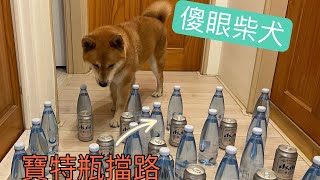 柴犬被寶特瓶擋路啦 傻眼柴犬表情包