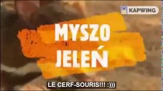 Myszojeleń po francusku - le cerf-souris!