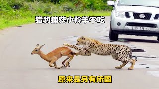 猎豹捕获小羚羊放着不吃，一直在马路逗留，原来是另有所图