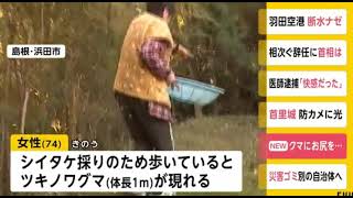 クマにお尻を 島根・浜田市の山林で 20191106(動物愛誤)(製造車禍.傷人.人身被害)(Animal Attacks)(アニマルホーダー.動物囤積症.Animal Hoarding)(狂犬病)