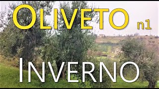 Oliveto in INVERNO - Uliveto n1 - Olivi GIOVANI e SECOLARI