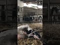 cow giving birth ❤️ shorts