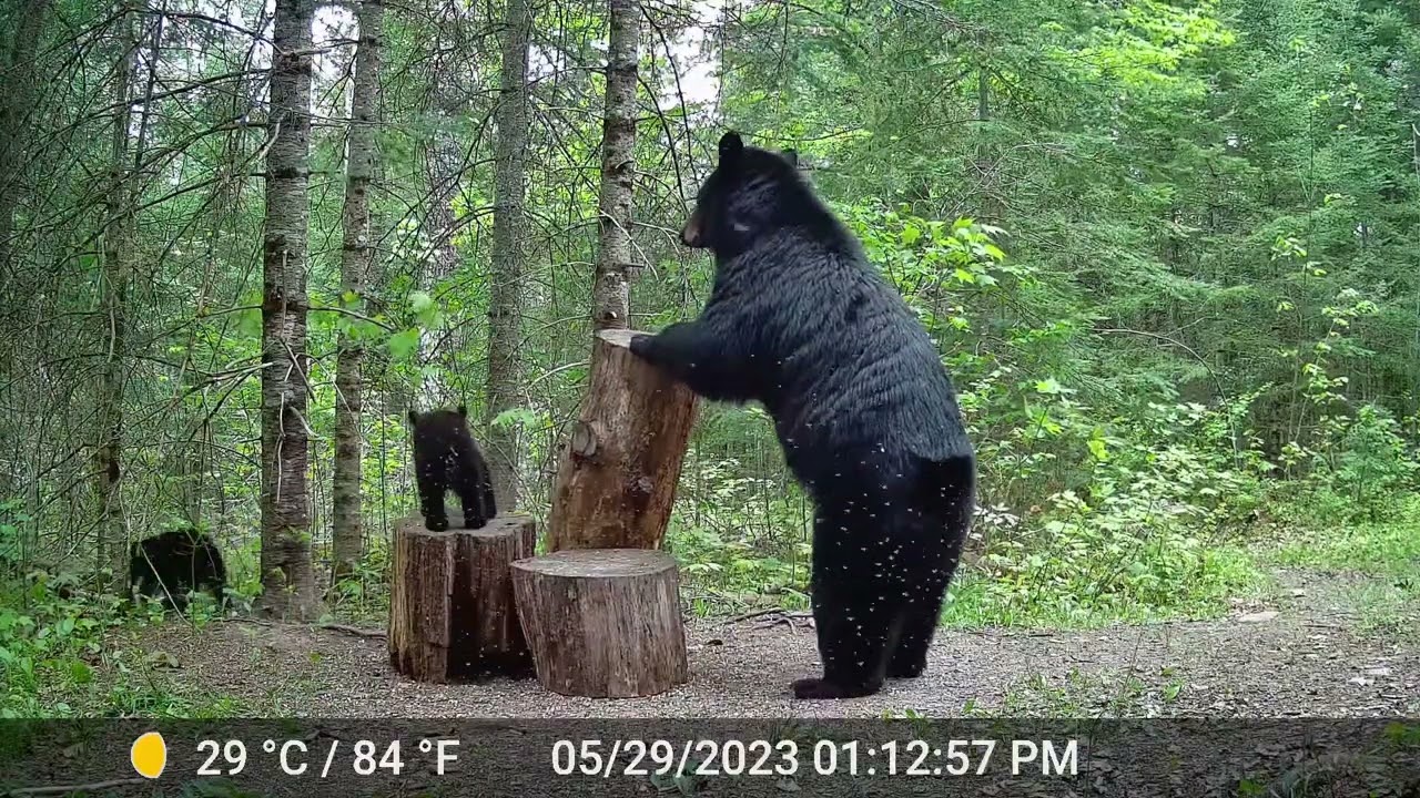 Trail Cam - Bear And Cubs, Raccoon, Deer, Turkeys, Porcupine - YouTube