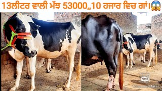 13ਲੀਟਰ ਵਾਲੀ ਮੱਝ ਅਤੇ ਦੋ ਗਾਵਾਂ ਸਸਤੇ ਰੇਟ ਵਿਚ। #Buffalo and hf #cow for sale/vadiya farm/31-8-22