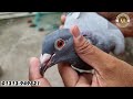 16 jun মানে ভালো দামে সস্তা। গ্রিজেল কবুতর কিনুন। pigeon price in bangladesh