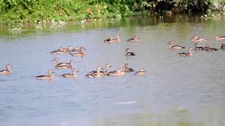 Lesser whistling duck