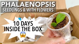 NEW ORCHIDS UNBOXING | New Phalaenopsis Seedlings \u0026 With Flowers | They Survived Long Shipping!