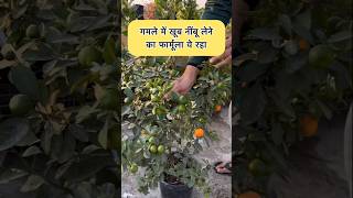 छत पर इतने नींबू तोड़ते थक जाओगे, Grow More Oranges \u0026 Lemons with These Simple Gardening Hacks