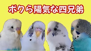 【雛っ子四兄弟】ファミリーの後継ぎは、誰がふさわしい！？