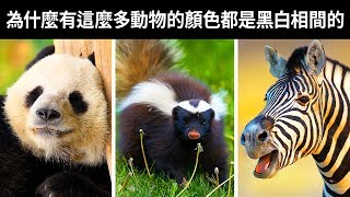 為什麼有這麼多動物的顏色都是黑白相間的