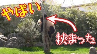 トラブル発生⚠️パンダ彩浜🐼🌈無事脱出できるのか？【Trouble occurs in the panda Saihin, can you escape safely?】