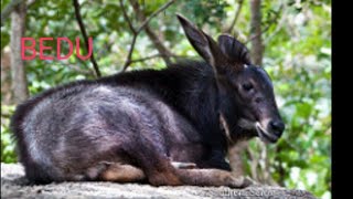 4000 Gambar Erek Erek Kambing HD Paling Baru 4000 Gambar Erek Erek Kambing HD Paling Baru