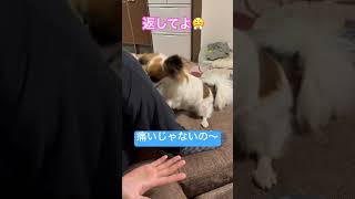 ボール探し中のパピヨン！ぱぱを掘り掘り🤭