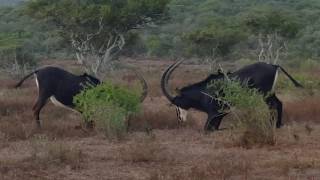 Sable antelope fighting in South Africa