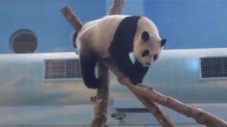 20200628 今日後場有狀況 圓仔登高頻張望(早餐上) Giant Panda Yuan Zai