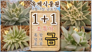 [02/03] 오늘만 1+1 초특가 왕대품 특명품 금 오늘만 !!!