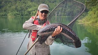 Fly fishing for Giant Snakehead ( Toman) in Temmengor Dam