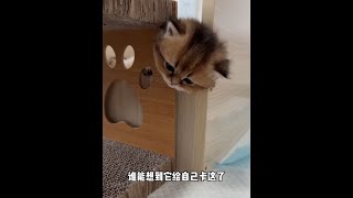 聪明反被聪明误#猫咪的迷惑行为 #铲屎官的乐趣 #萌宠出道计划