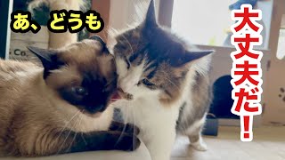 凹んだ妹猫を励ます優しい兄猫だかケンカに変わっていく日々です