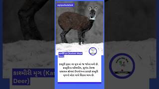 કાશ્મીરી મૃગ | Kashmir Musk Deer #shorts #shortvideo