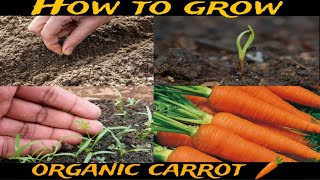 How to grow carrot 🥕 (carrot farming) 0rganic (ਗਾਜਰ ਦੀ ਖੇਤੀ ਵਧੀਆ ਕਰੋ)# farming # carrot farming