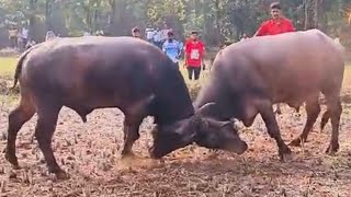 मकर संक्रांती निमित्त रेड्यांची झुंज - पालगड (दापोली) #bullfightmaharashtra #bullfightgoa #zhunj