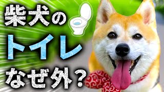 【柴犬あるある】トイレが「外派」になる４つの原因！実際に家でトイレできない豆柴と考察します【音声解説】