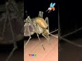 amazing facts about mosquitoes 🦟 kidslearning mosquito mosquitos amazingfacts insects